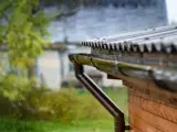 Rain flows down from the roof into a gutter
